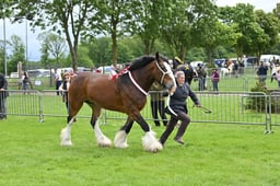 SH4 Shire Barren Mare