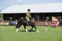 35-37 M&M Young Ridden Pony