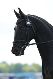 246 STONEHAVENS ORESTUS