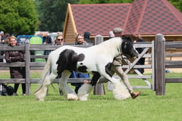 S28_8506 2026