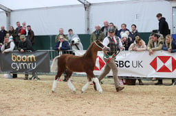 08 Welsh Championship