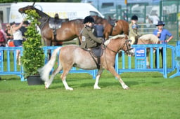 547 Junior Equitation