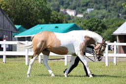 H127 In Hand Sport Horse 4yrs & over