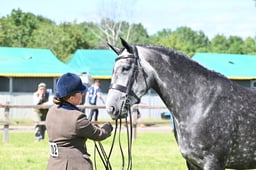 A42_2613 2026