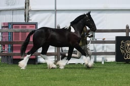 S28_8361 2026