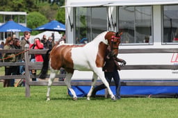 S28_8803 2026