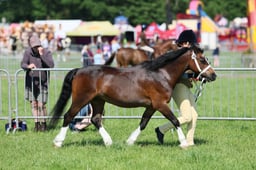 C33_0950 2026