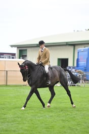 529 Large Riding Horse