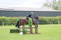 80 RIHS  Working Show Horse