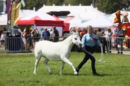 E34_1603 2026