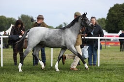 E29_0067 2026