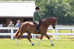 H109 Flat Ridden Sport Horse
