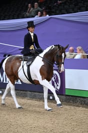 Ladies Side Saddle Championship