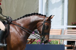 135 Intermediate Show Hunter
