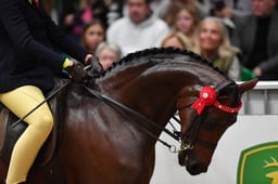 138cm Show Pony of the Year