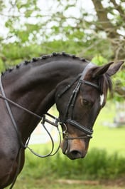 451 BALLYSAGGARTMORE CANDY BOY