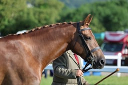 H114 Hunter 4yrs & over