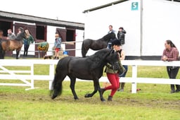 49 Gelding