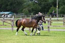 H71 Welsh C Barren Mare or Gelding