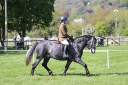 89 M&M Young Ridden Pony 4yrs