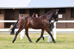 Z43_5745 2026