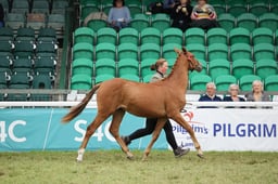 117 Welsh PB Yearling Large