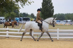 106D Show Hunter Pony 153cm