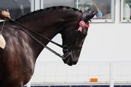 CL 152 Int Show Riding Type 153 -158cm