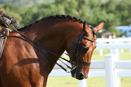 E42_0008 2026