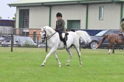 Ridden Arab Championship