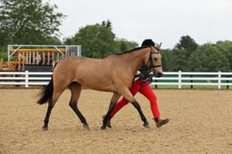 14 In Hand Plaited Pony