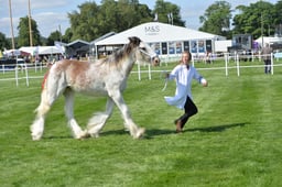 411 Yearling Filly