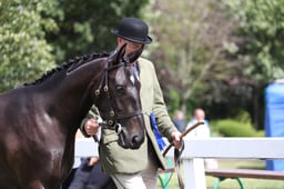 Irish Draught Championships