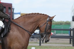 107C Heavyweight Show Hunter