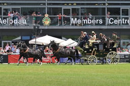 Tri Star Carriage Driving