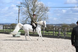 Class 31 Local Show Horse