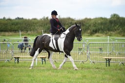 73 LIHS Ladies Show Horse