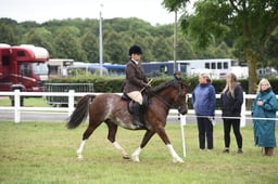 282 M&M Mixed Ridden Mare Large