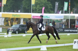 164 SAFFIER VAN DE HEIKENSHOEVE