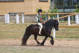 M&M Ridden Large Breed Championship