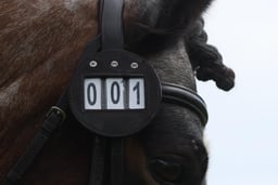 Pony Club Dressage