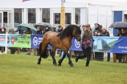 HOYS Price Family Supreme In Hand