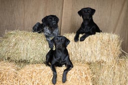 Poppy, Norma, Hildi