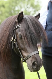 110 Small Breeds exc 4 yrs