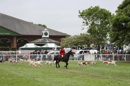 Hound Parade