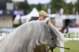 515 Large Breeds Stallions