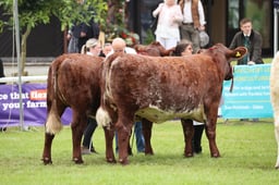 Exhibitor Bred Pairs Champs - Native Beef