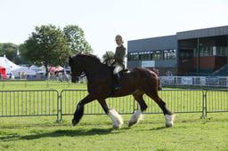 SH10 HOYS Ridden Heavy Horse