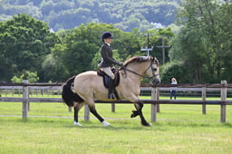 H141 Ridden Palomino & Dilutes