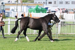 C33_0277 2026